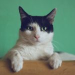 Drapaki dla kota - niezbędny element wyposażenia Twojego pupila